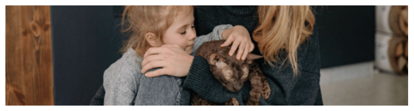 Les puces du chat : l’essentiel à savoir