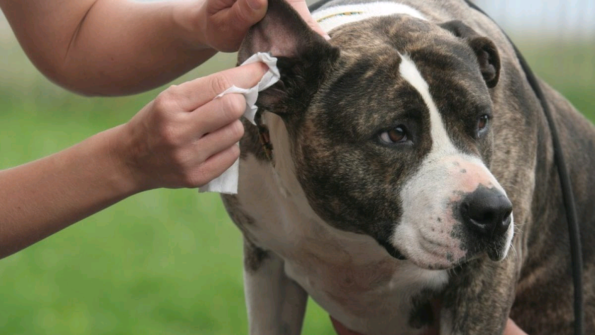Comment nettoyer les oreilles de son chien ?
