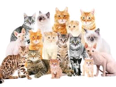 Quelle race de chats pour vivre en appartement ?