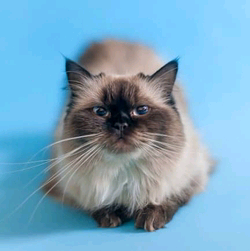 Lit Hamac fenêtre suspendu en bois pour chat