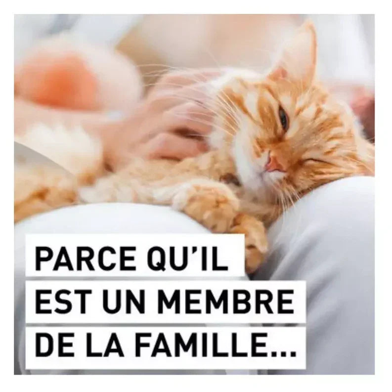 protégé votre chat avec bravecto Parce qu'il est un membre de la famille