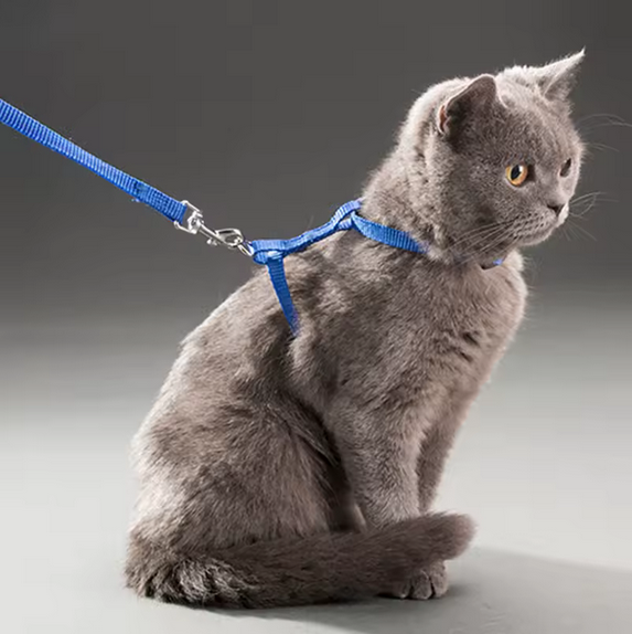 Ensemble harnais + laisse pour pour chat-chien