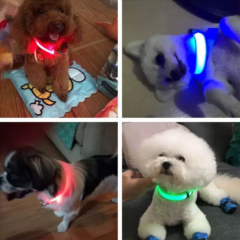 Collier lumineux USB pour chien