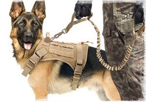 Kit complet tactique pour chien