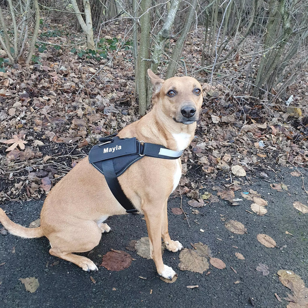 Harnais personnalisable pour chien