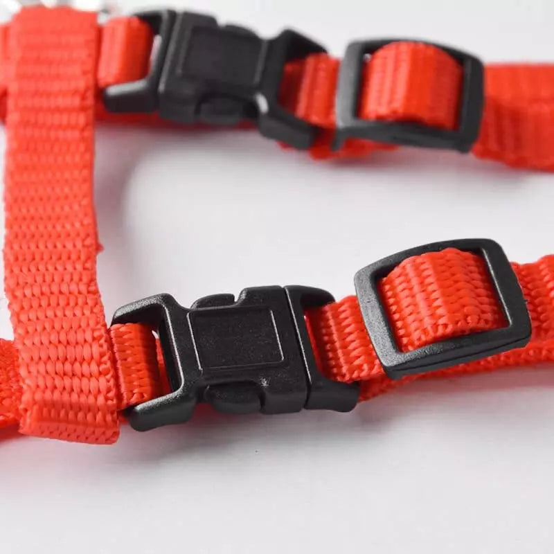 Ensemble harnais + laisse pour pour chat-chien