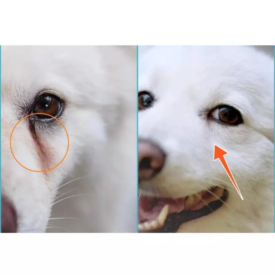 Brosse d'élimination des puces et des poux chat-chien