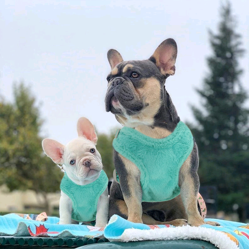 Ensemble gilet harnais en fourrure avec laisse pour animaux de compagnie